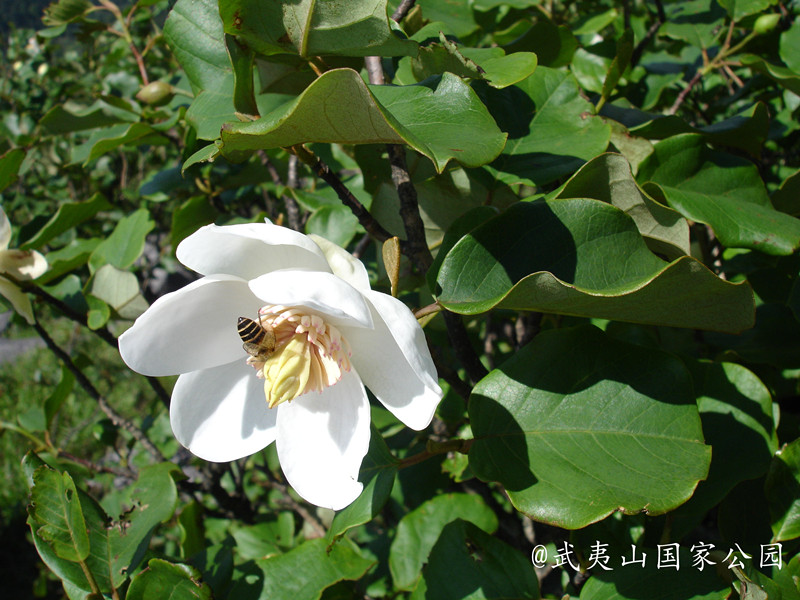 天女花